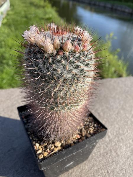 Mammillaria spec. T10